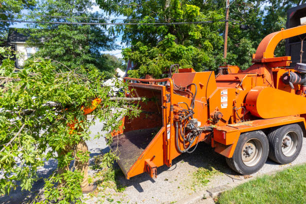 Tree Health Inspection in Slayton, MN